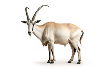 Image of scimitar oryx on white background. Mammals, Wildlife Animals, Illustration, Generative AI.