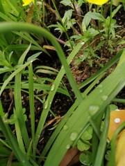 Obraz premium 水玉