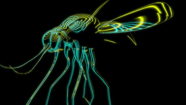 Rendering 3D animation, VISUAL EFFECTS Mosquito Model on a black background
