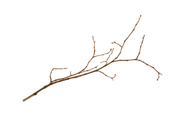 tree branch isolated on white background