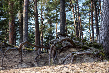 
a pine tree climbed with washed-out tree roots