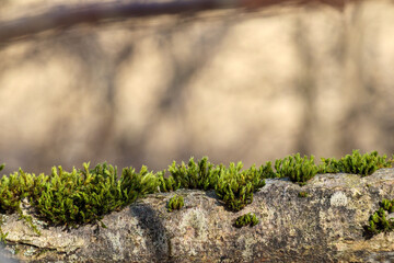 green moss on stone