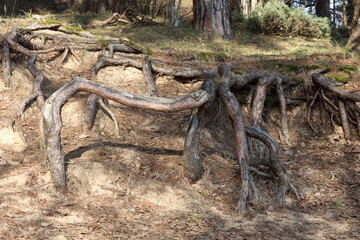 
a pine tree climbed with washed-out tree roots