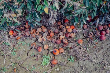 Rotten apples and dried cracked silt from the Cyclone Gabrielle natural disaster. Eskdale, Napier,...