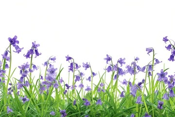 Bluebells growing in a woodland field backgrounds outdoors blossom.