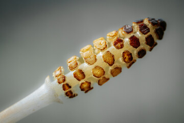 Horsetail Equisetum arvense. Equisetum arvense, the field horsetail or common horsetail