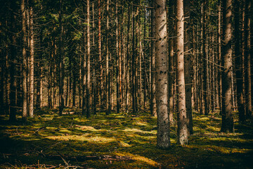 Beautiful view of the dark mysterious evergreen forest. Pine and spruce trees close-up. Retro style toned image