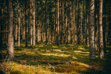 Fototapeta premium Beautiful view of the dark mysterious evergreen forest. Pine and spruce trees close-up. Retro style toned image