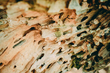 An anthill in a dry tree with many exits