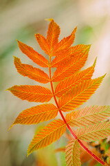 False spiraea Sem. Sorbaria sorbifolia. Red and golden leaves on a sem ash spirea