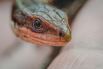 Meadow Lizard in dry grass. The lizard is looking at the camera. Beautiful lizard eyes. Viviparous lizard