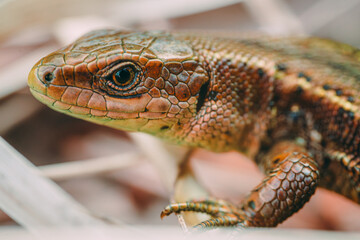 Meadow Lizard in dry grass. The lizard is looking at the camera. Beautiful lizard eyes. Viviparous lizard