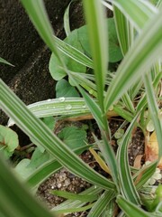 Obraz premium 水玉