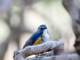 深い藪の奥でリラックスしてさえずっているルリビタキの雄