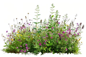 Obraz premium Wildflower bush lavender outdoors purple.