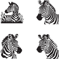 zebras isolated on white