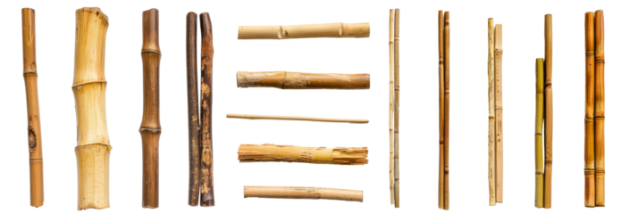 Piece of tropical bamboo trunk collection isolated on transparent background