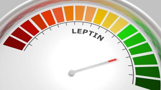 Leptin good level on measure scale. Instrument scale with arrow. Colorful infographic gauge element. The human obesity protein that regulates an appetite by inhibiting hunger.