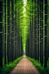 a path with tall trees
