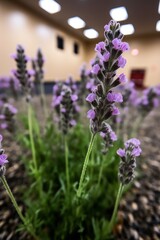 Fototapeta premium purple flowers on a plant