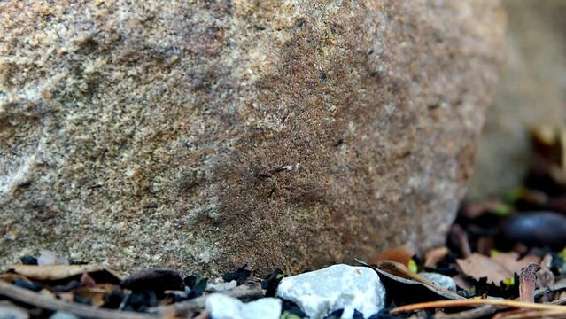 Several black ants carrying eggs or food