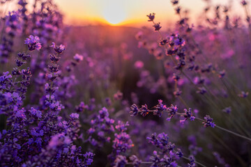 Blooming lavender in a field in Provence. Fantastic summer mood, floral sunset landscape of meadow lavender flowers. Peaceful bright and relaxing nature scenery.