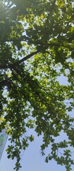 sunlight through tree trunks. green shades