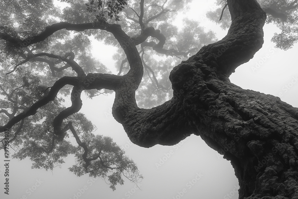 Aufkleber a large tree with twisting branches covered in fog.