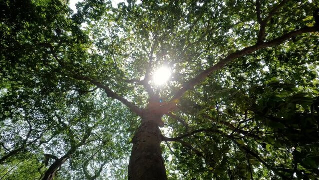 bottom view of trees green nature The sun shines through