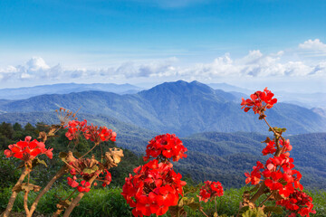 Red flowers and wonderful springtime landscape in mountains.
