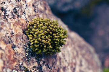 Close up shot of grimmia dry rock moss on a rock near a river in spring in the Kyoto prefacture...