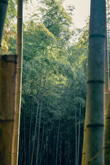 Japanese Bamboo Forest in Spring framed by cut pieces of bamboo.