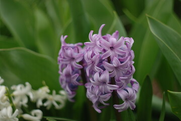 purple hyacinth flower