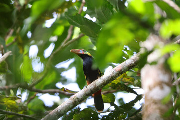 The collared puffbird (Bucco capensis) is a species of bird in the family Bucconidae, the puffbirds, nunlets, and nunbirds. This photo was taken in Colombia.