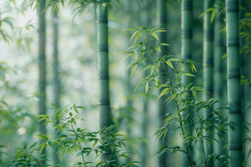 Serene Bamboo Forest in Soft Light