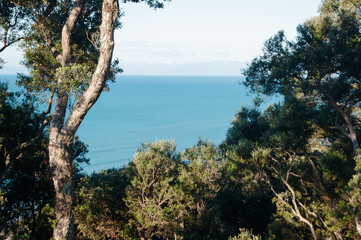 Fototapeta na wymiar view of the ocean through trees
