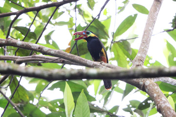 The collared puffbird (Bucco capensis) is a species of bird in the family Bucconidae, the puffbirds, nunlets, and nunbirds. This photo was taken in Colombia.