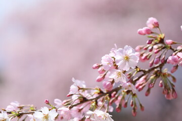 咲き始めた思川桜のクローズアップ