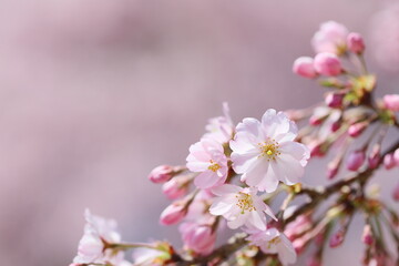咲き始めた思川桜のクローズアップ