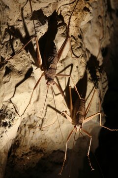 Cave crickets on rocky surface