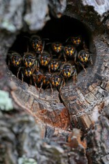 Asian hornets peeking from nest entrance