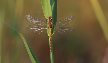Große Heidelibelle - Common Darter