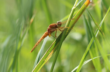 Feuerlibelle - Scarlet Darter