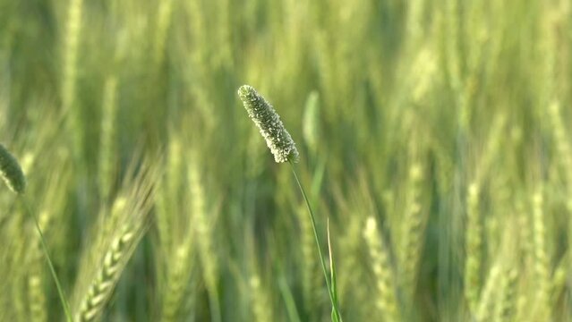 Phalaris minor. Close up of Phalaris paradoxa. Canary grass. wheat with blurred background. Alopecurus pratensis. Phleum. Phalaris caroliniana. 4K Footage.