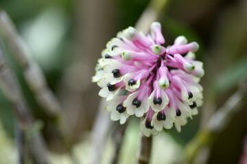 デンドロビウム・スミリエ　ランの花