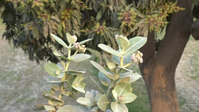 Calotropis procera, Giant calotrope, Milkweeds, ruai, plant in pakistan. Medicinal plants, green leaf and flowers. Giant Calotropis, or also known as Calotropis gigantea, is a plant that has a unique.