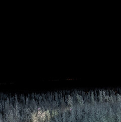 Top of forest with high pine trees covered with snow in the dark. Black night winter view....