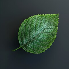 A single leaf on a black background.