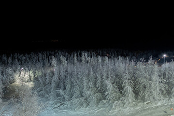 Top of forest with high pine trees covered with snow in the dark. Black night winter view.