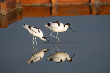 Pied Avocet in water looking for food (Recurvirostra avosetta)